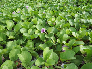 Goat's Foot Creeper or Beech Morning Glory creeper has purple flowers and green leaves. The trunk...