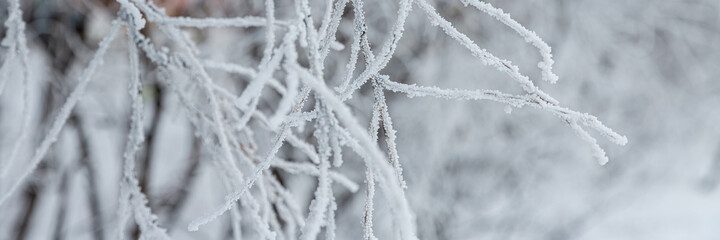 Snow and rime ice on the branches of bushes. Beautiful winter background with twigs covered with hoarfrost. Plants in the park are covered with hoar frost. Cold snowy weather. Cool frosting texture.