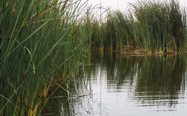 Génesis lagoon in Pantanos de Villa, big lagoon surrounded by totora plants in Chorrillos Lima Peru