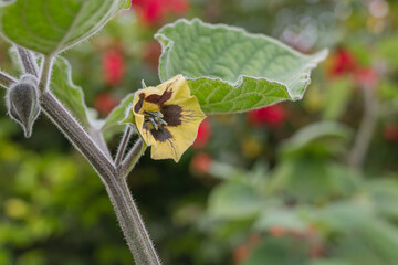flower of goldenberry plant close up view physalis perviana