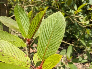 Kratom plants (Mitragyna speciosa) grows wild and fertile in the tropical nature Kalimantan