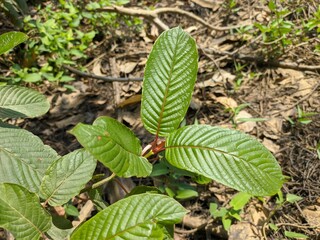 Kratom plants (Mitragyna speciosa) grows wild and fertile in the tropical nature of Kalimantan