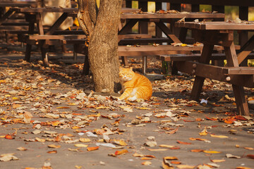 Yellow fat cute cat sitting down at wooden ground with dry autumn leaves falling