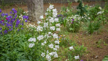 白いフウリンソウの花