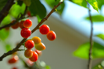 Cherry fruits and branches.  Japanese brand.  サクランボの果実と枝。日本の品種