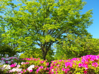 公園の新緑の欅と満開の躑躅