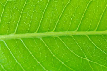 Fresh green leaves texture on white background