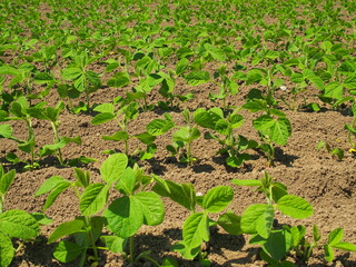 春の畑の枝豆の若葉