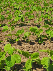 春の畑の枝豆の若葉