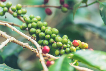 Ripe Red coffee bean berry plant fresh seed coffee tree growth in green eco organic farm. Close up red ripe seed robusta arabica berries harvest for  coffee garden. Fresh coffee bean green leaf bush