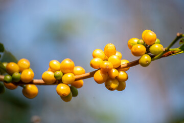 Yellow coffee bean berry plant fresh seed coffee tree growth in Yellow Bourbon eco organic farm. Close up yellow ripe seed berries harvest arabica coffee garden. Fresh coffee bean green leaf bush