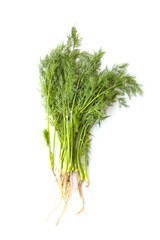 Fresh green organic dill isolated