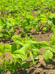 春の畑の枝豆の若葉