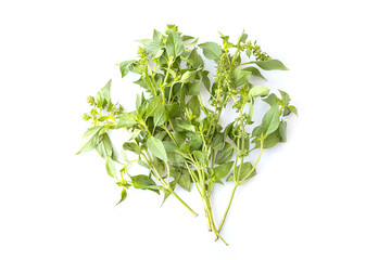 Fresh green organic basil leaves