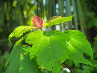 木漏れ日の中のアカメガシワの若葉