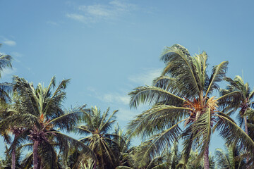 Fototapeta na wymiar Big tall coconut trees on the beach by the sea