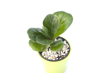 Ficus lyrata  In a pot on white background