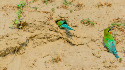 Bee eater birds dig a hole in the mud and sand cliffs for nesting