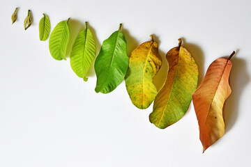 Top down composition of guava leaves of different stages of growth - bud to dried leaf. Different...