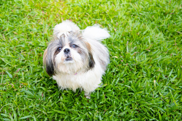 Lovely Female Shih Tzu dog on lawn