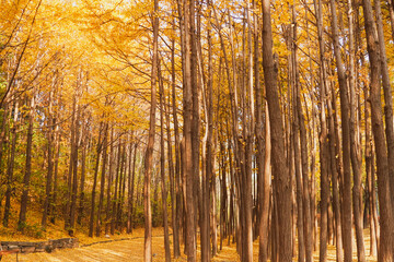 Autumn forest park with tall tree with yellow ginkgo biloba leaves in Seoul Forest, South Korea