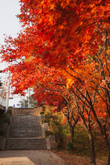 Stairs at the Seoul Forest park with white bridge and red maple autumn tree