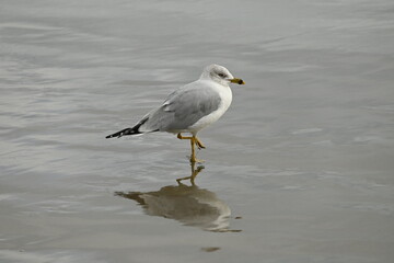 A seagull standing in one foot