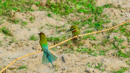 Blue tailed bee eater bird Merops philippinus making puffy feathers while perching in nature