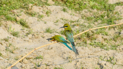 Blue tailed bee eater bird Merops philippinus making puffy feathers while perching in nature