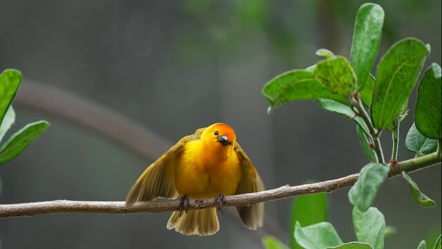 This slow motion video showcases a yellow Taveta Golden Weaver Bird (Ploceus castaneiceps) perched on a branch and flapping it's wings in a mating dance.