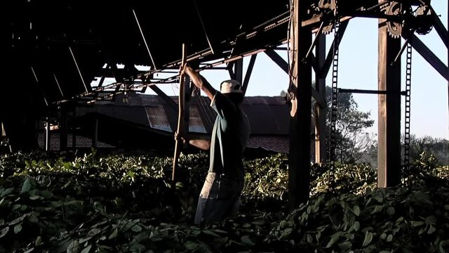 Worker collecting Yerba Mate Leaves at a Yerba Mate Plantation in Misiones, Argentina.