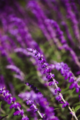 Fototapeta premium lavender