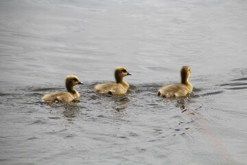 Goslings On The Water, Pylypow Wetlands, Edmonton, Alberta