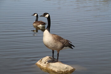 Goose Standing On The Rock, Pylypow Wetlands, Edmonton, Alberta