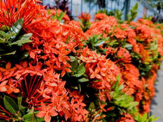 Imagen de fondo de flores rojas en un dia soleado 