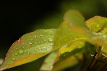 水滴のついた葉 曇りの日 leaves with water drops cloudy day 2