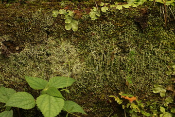 緑の苔 曇りの日 green moss cloudy day 1