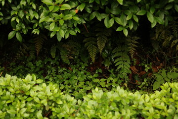 Naklejka na ściany i meble 暗がりの緑の植物 曇りの日 plants in the dark cloudy day 1