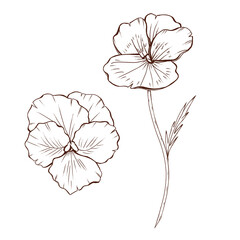 Wild floral sketch, wild flowers, black pansy line art, botanical illustration