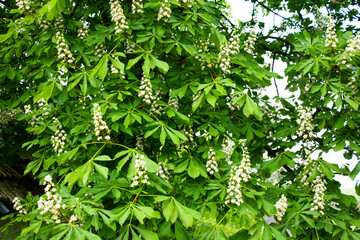 It's time for the chestnuts to bloom in the tree park