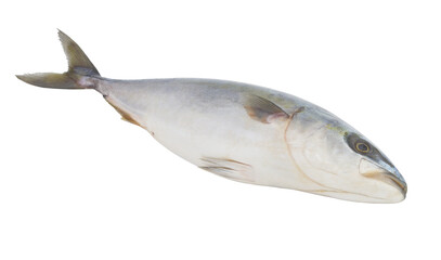 Fresh amberjack fish isolated on white background