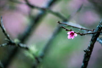 Close up of Wild Himalayan Cherry (Prunus cerasoides) with blur background at Chiang Mai, Thailand. 1 flower bloom.