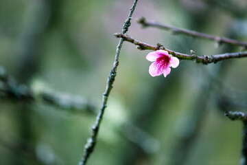 Close up of Wild Himalayan Cherry (Prunus cerasoides) with blur background at Chiang Mai, Thailand. 1 flower bloom.