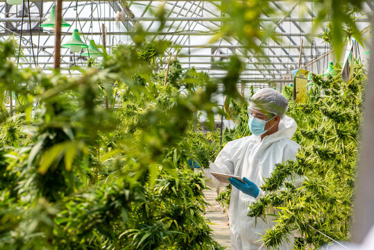 Portrait of scientist with mask , glasses and gloves. Checking analysing and results with Tablet to patient medical marijuana cannabis flowers in a greenhouse.