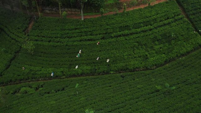 Local pluckers walking through lines of tea plants harvesting fresh leaves