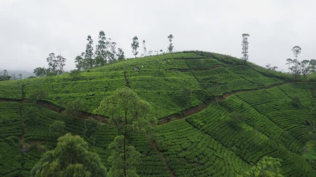 Tea plantation of Hatton in Sri Lanka during misty day with pluckers