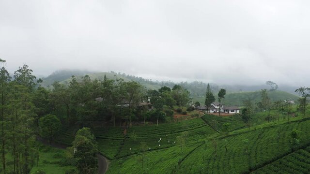 Tea plantation in Sri Lanka with colonial farm in green hills with mist