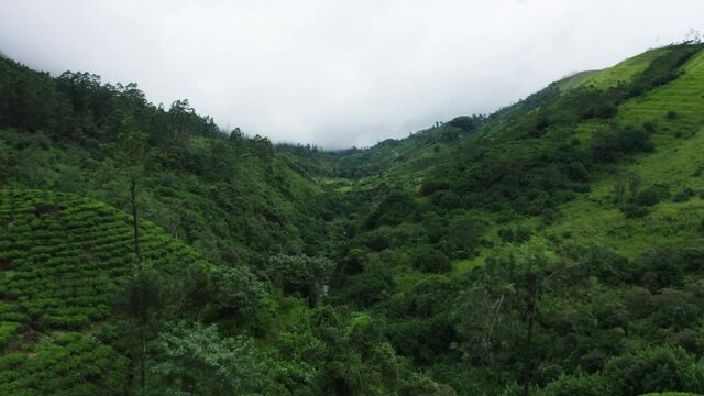 Lush green jungle landscape with river in valley and tropical mountains