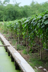 Obraz premium Square zucchini, vine crops, vegetables that consume the fruit.