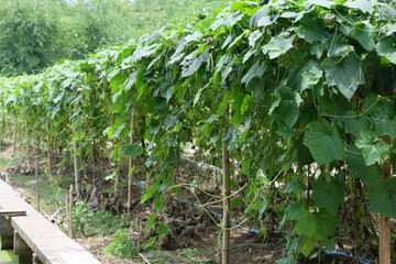 Square zucchini, vine crops, vegetables that consume the fruit.